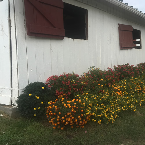 Photo of barn at Spring Run Farm